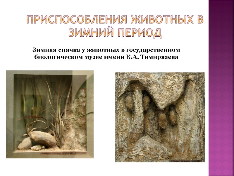 Приспособления животных в зимний период  Зимняя спячка у животных в государственном биологическом музее